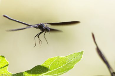 Fototutorial Libellenfotografie Flugaufnahmen