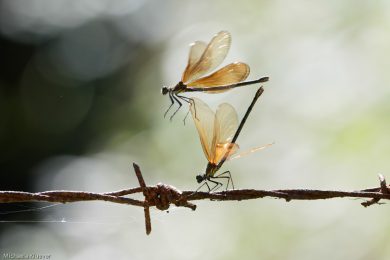 libellen-im-flug-web-73