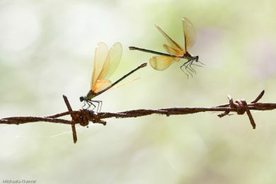 Fototutorial Libellenfotografie Flugaufnahmen