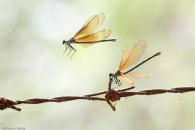 Fototutorial Libellenfotografie Flugaufnahmen