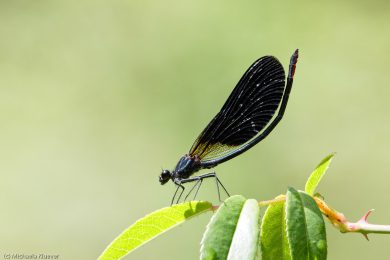 libellenfotos-interaktion-10