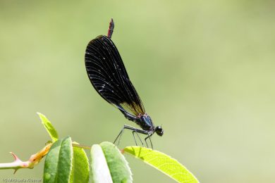 libellenfotos-interaktion-11