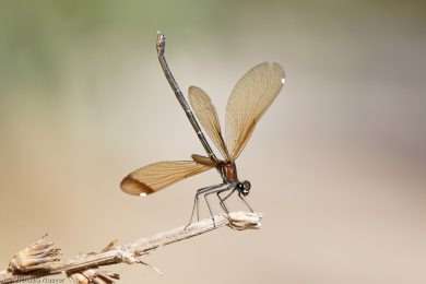 libellenfotos-interaktion-12