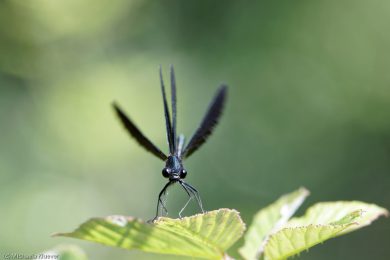 libellenfotos-interaktion-15