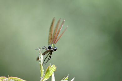 libellenfotos-interaktion-16