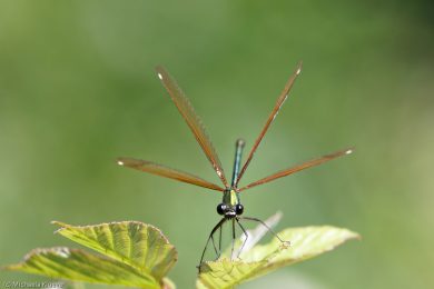 She - Expanding to defend her territory