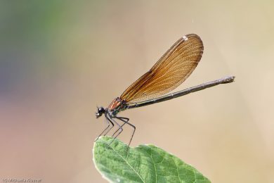 libellenfotos-interaktion-2