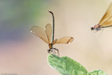 libellenfotos-interaktion-22