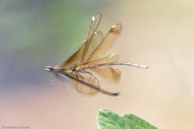 libellenfotos-interaktion-24