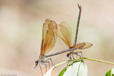 libellenfotos-interaktion-25