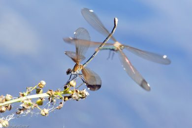 libellenfotos-interaktion-28