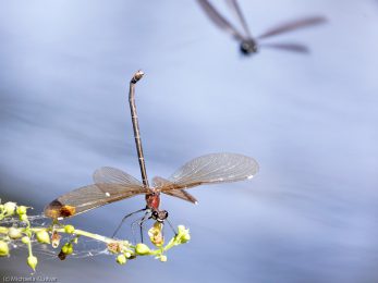 libellenfotos-interaktion-29