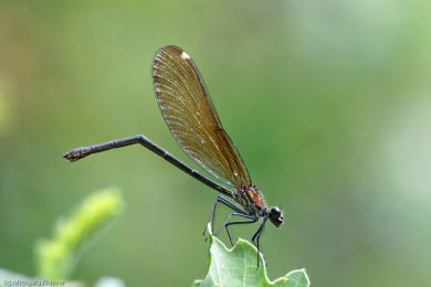 libellenfotos-interaktion-3