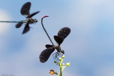 libellenfotos-interaktion-31