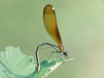 libellenfotos-interaktion-5