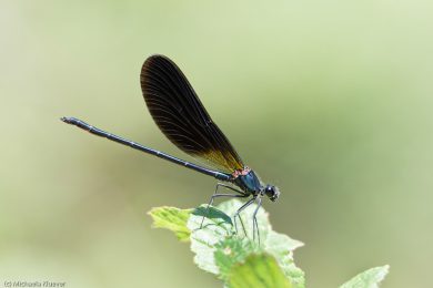 libellenfotos-interaktion-7