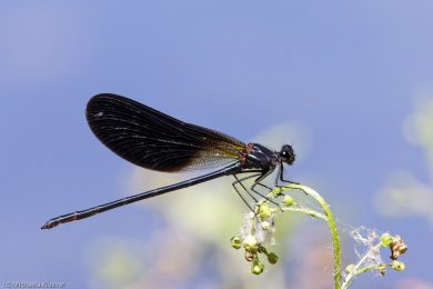 libellenfotos-interaktion-8