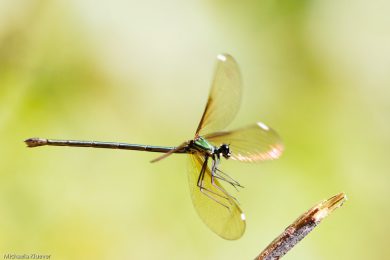 Fototutorial Libellenfotografie Flugaufnahmen