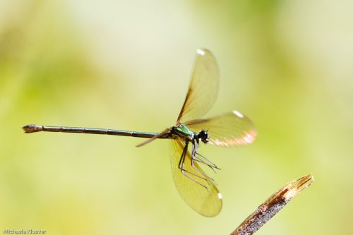 Libelle Landung, Weibchen