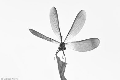libellenfotos-schwarzweiss-1