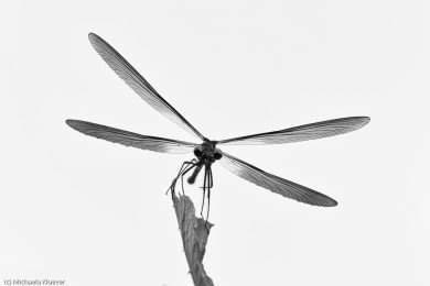 libellenfotos-schwarzweiss-10