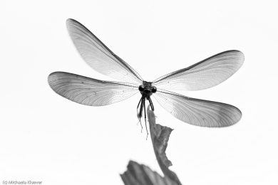 libellenfotos-schwarzweiss-2