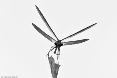 libellenfotos-schwarzweiss-3