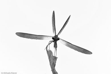 libellenfotos-schwarzweiss-4