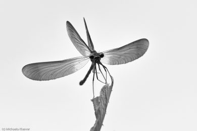 libellenfotos-schwarzweiss-5