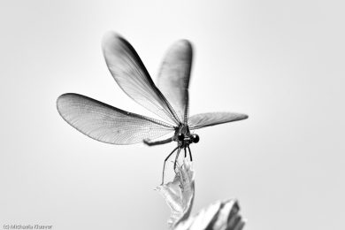 libellenfotos-schwarzweiss-7