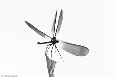 libellenfotos-schwarzweiss-9