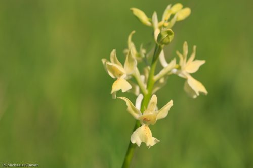 Provenzalische Orchis