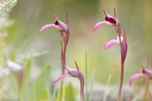 Serapias
