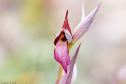 Serapias