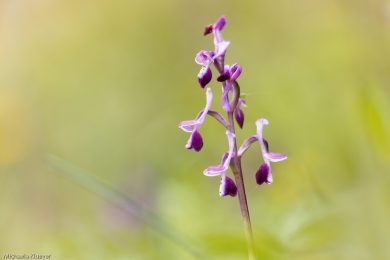 Orchideenfotografie und Bildgestaltung 1