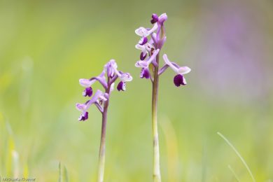 Orchideenfotografie und Bildgestaltung 2