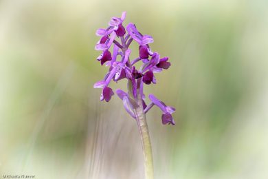 Orchideenfotografie und Bildgestaltung 9