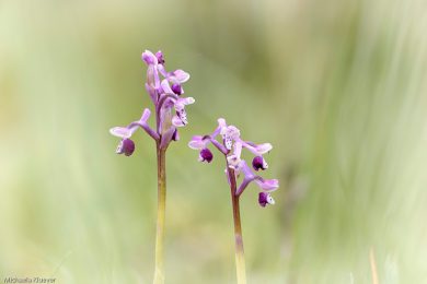 Orchideenfotografie und Bildgestaltung 8