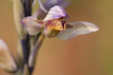 orchideenfotografie-sardinien-41