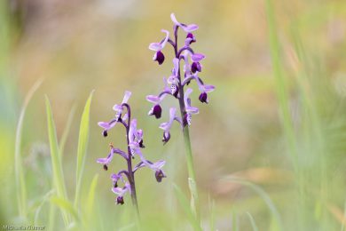 orchideenfotografie-sardinien-42