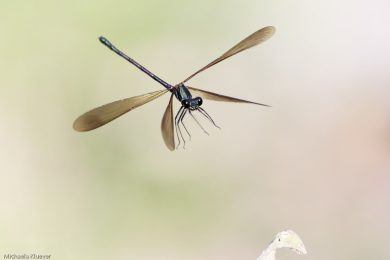 Fototutorial Libellenfotografie Flugaufnahmen