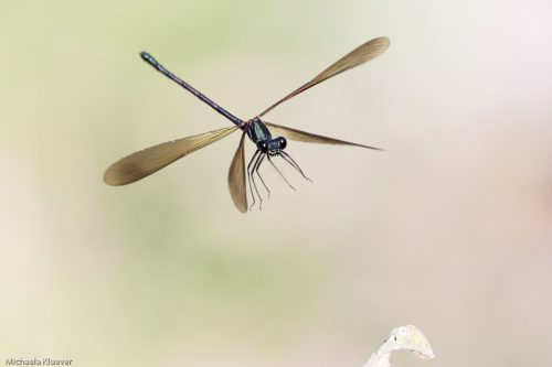 Libelle im Flug, Männchen
