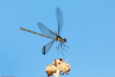 Fototutorial Libellenfotografie Flugaufnahmen