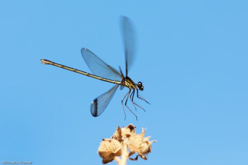 Libelle Landung, Weibchen