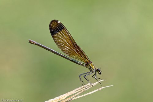 Ansitz, Weibchen