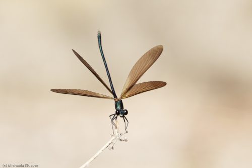 Abwehrstellng, Männchen
