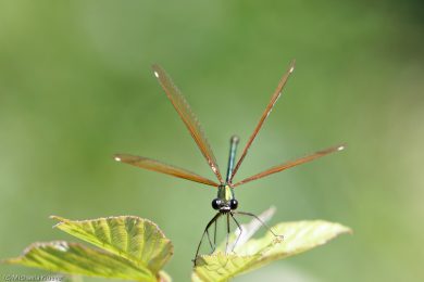 prachtlibellen-auf-sardinien-13