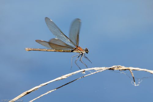 Landung, Weibchen