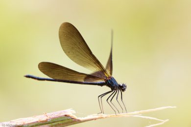 prachtlibellen-auf-sardinien-15