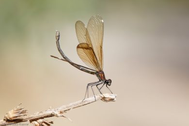prachtlibellen-auf-sardinien-19